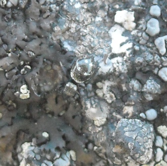Salticidae - Aiuto con l''identificazione per favore!